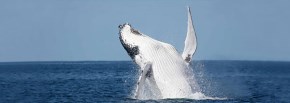 Eden Accommodation - Whale Watching